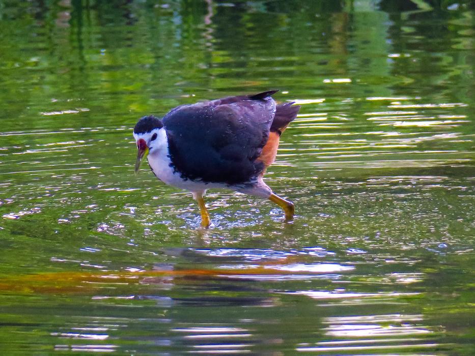 Bird Nature Outdoor