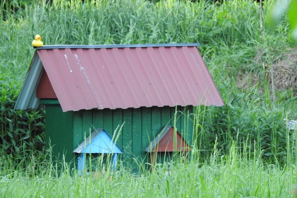 Ul Pasieka Bees Distributional