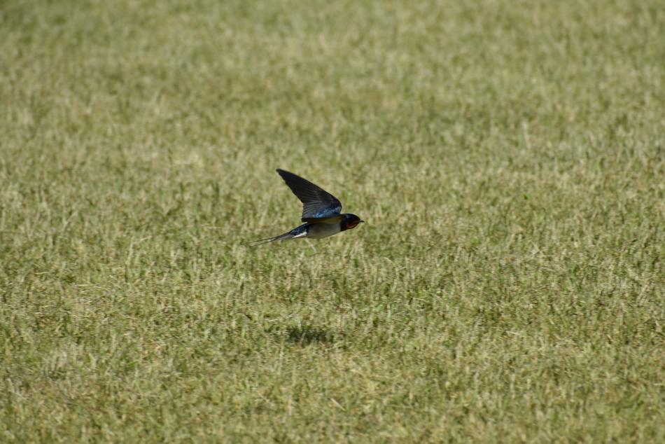 Animal Park Lawn