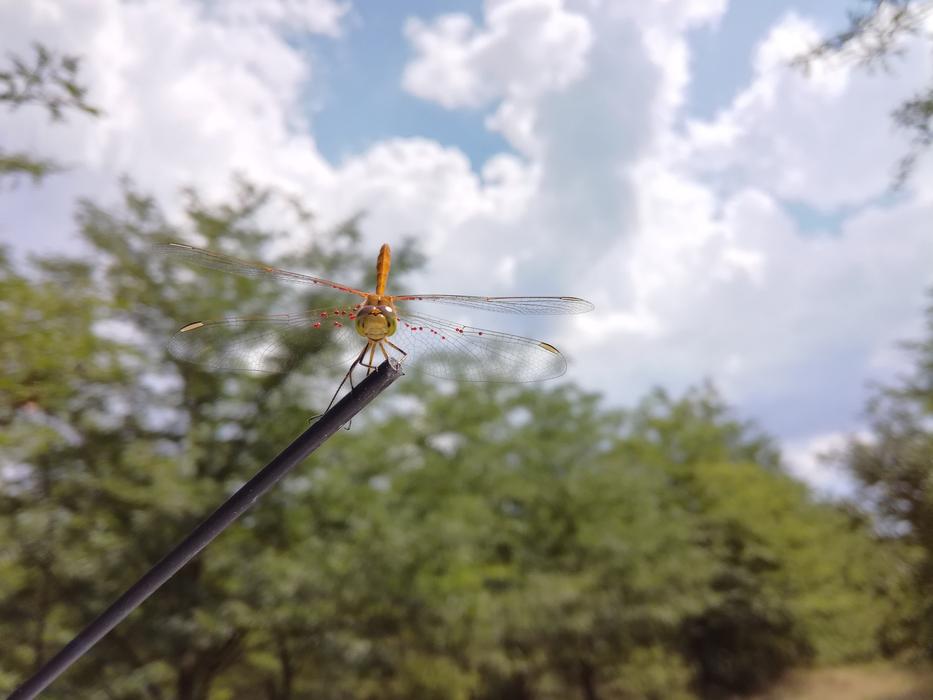 hovering dragonfly on a branch