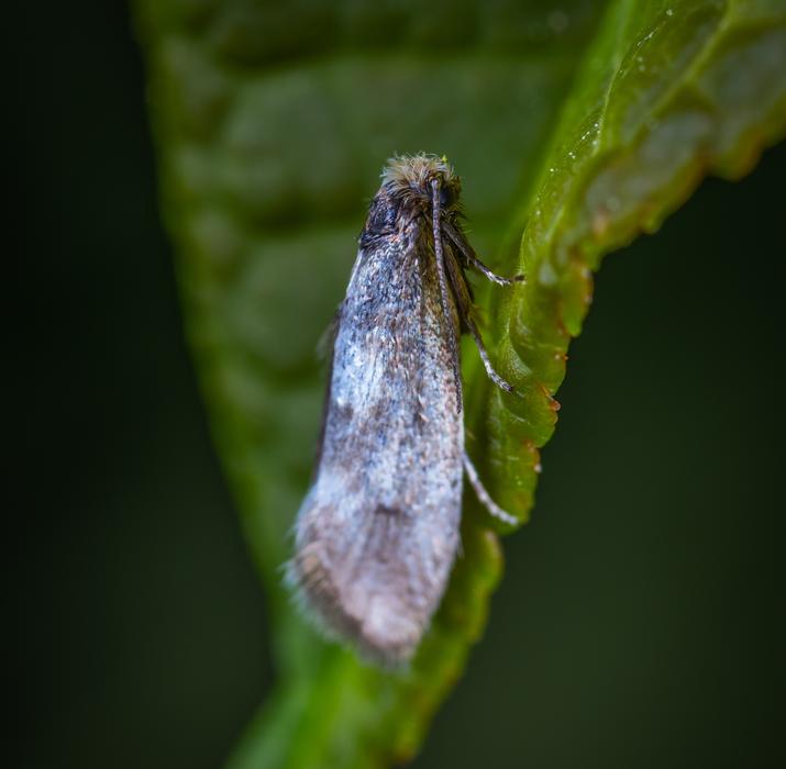 Macro Insect