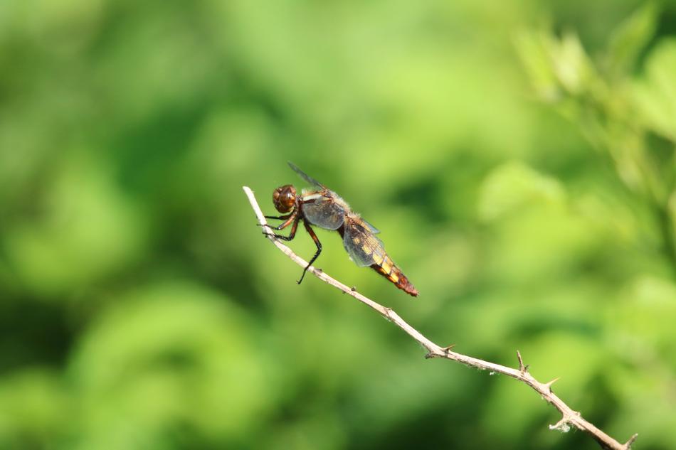 Dragonfly Close Up Insect