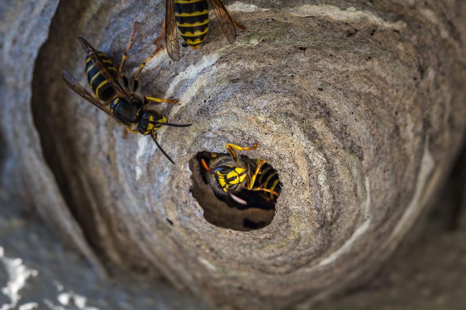 Wasp Insect Animal