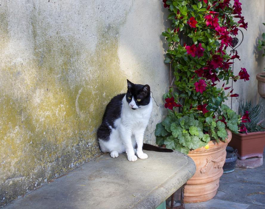 Cat Garden Relax