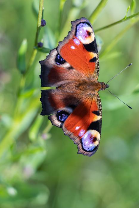 Peacock Butterfly