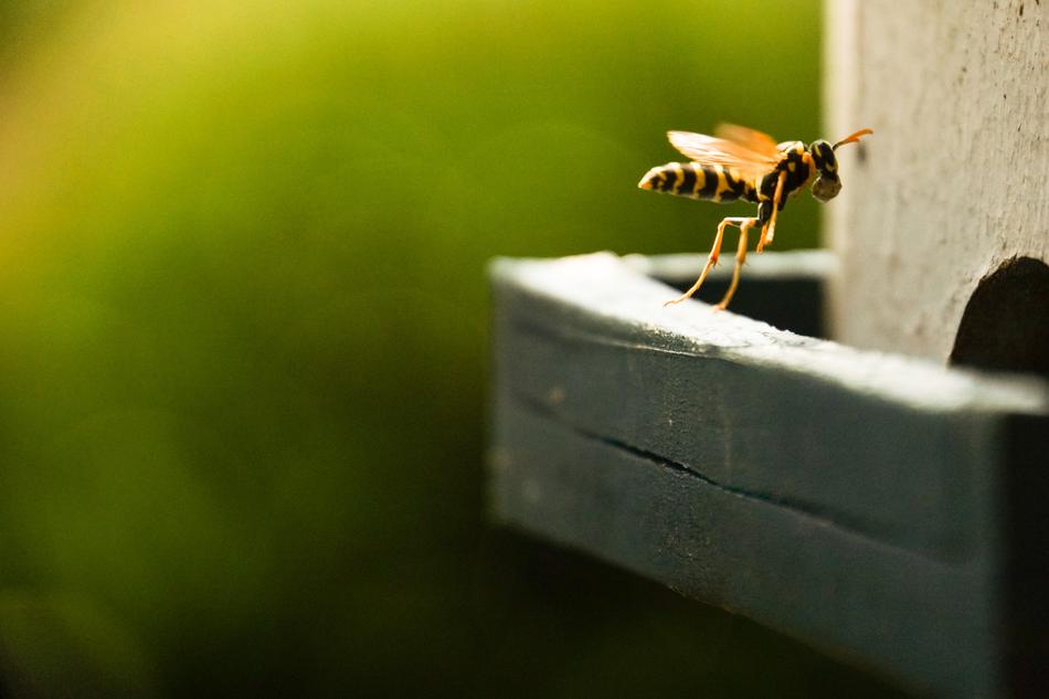Wasp Insect Field