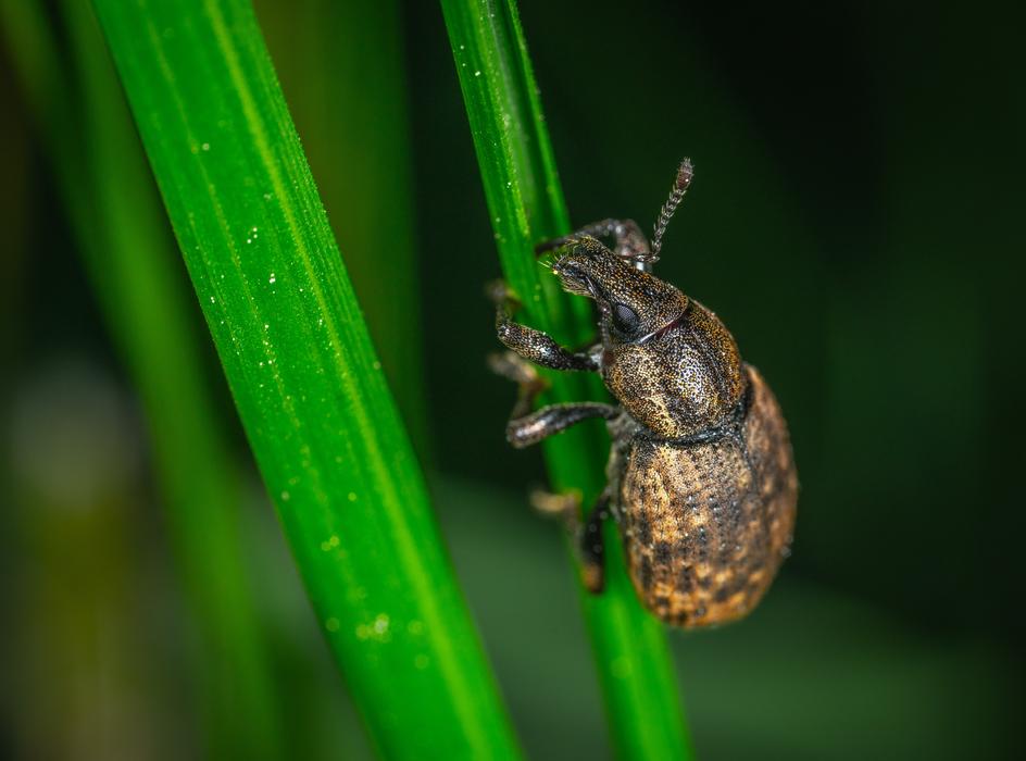 Macro Insect Beetle