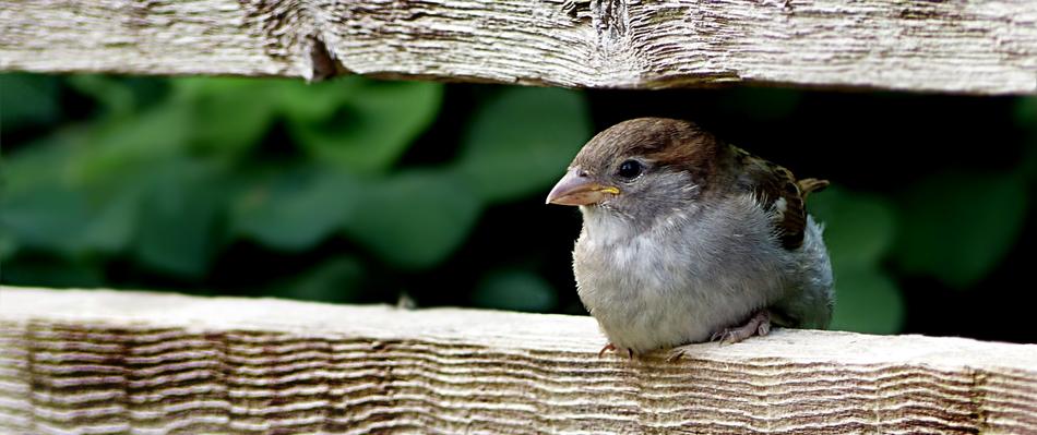 Animal Bird Sparrow