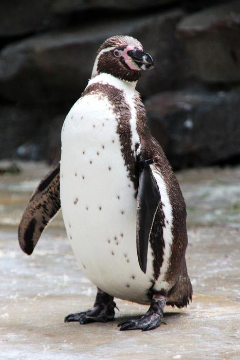 Penguin Zoo Bird