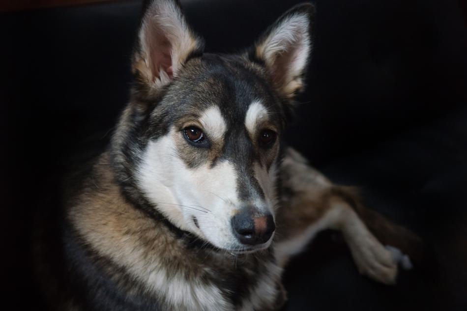 husky in the dark