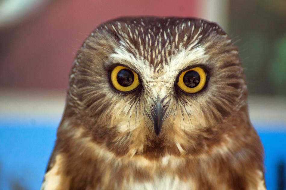 an owl looking at the camera with big eyes