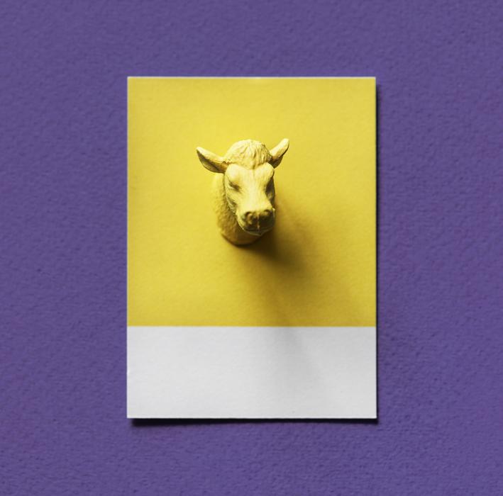 Abstract Animal Bull