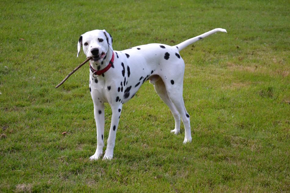 Dolmatian playing