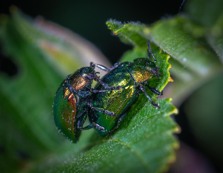 Macro Insect Beetle