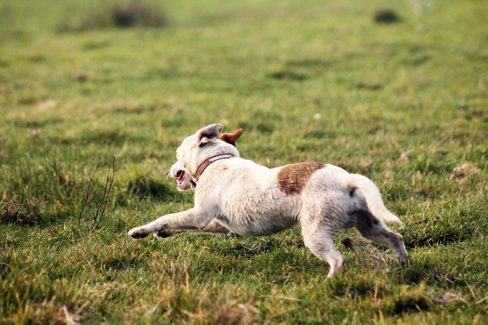 Dog Field Playing Small