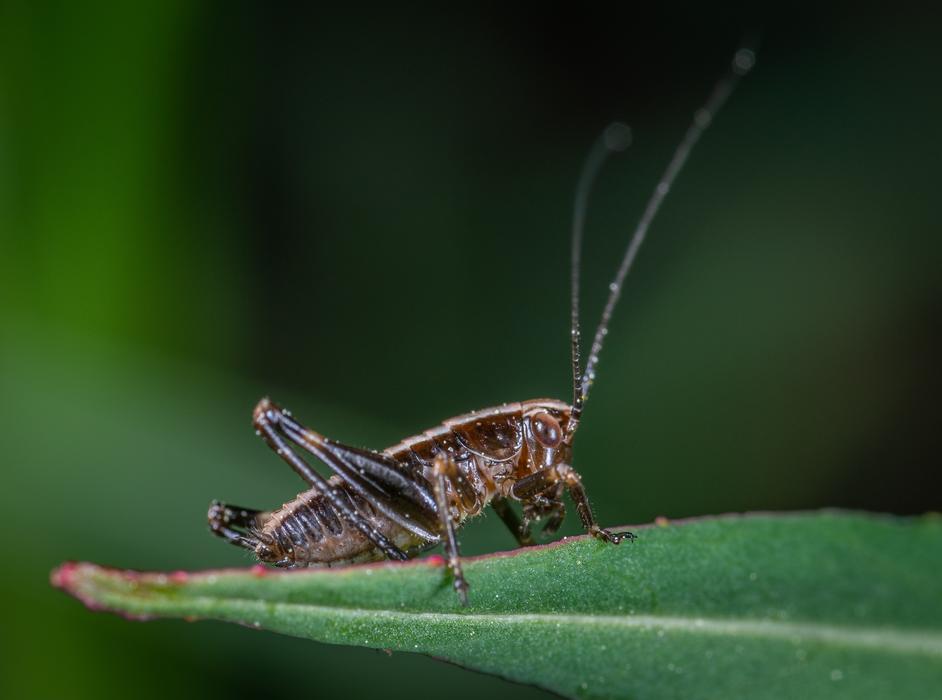 Insect Grasshopper Sheet