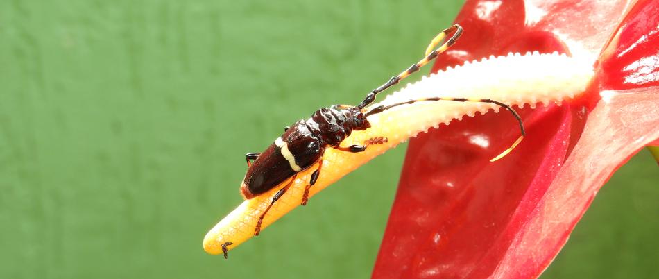Macro Insect Flower