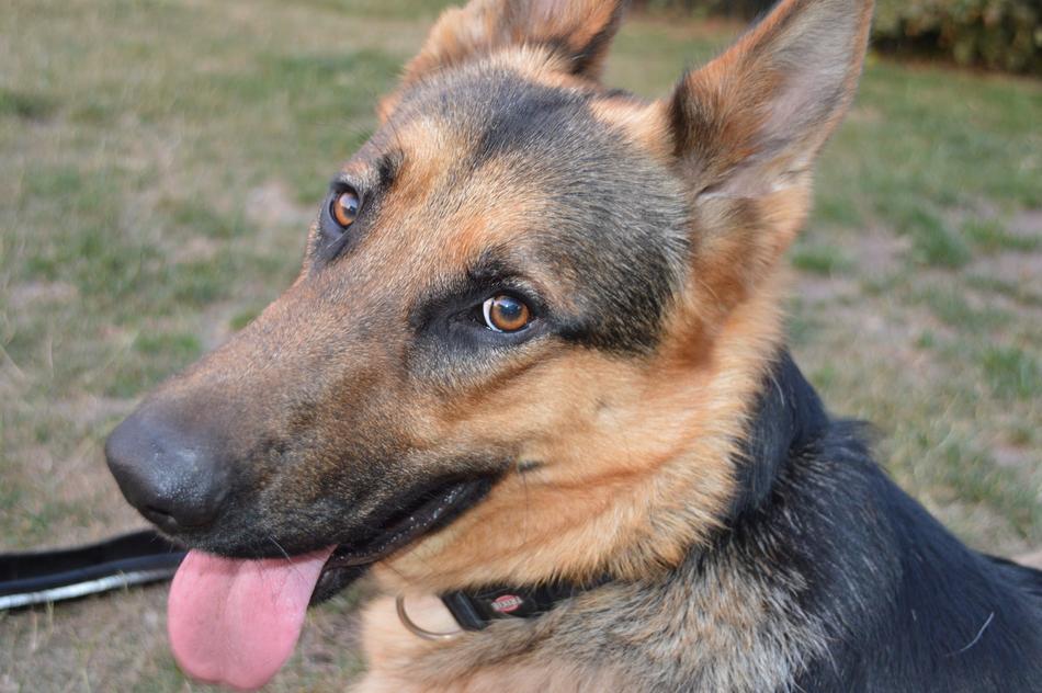 Dog Animal Portrait