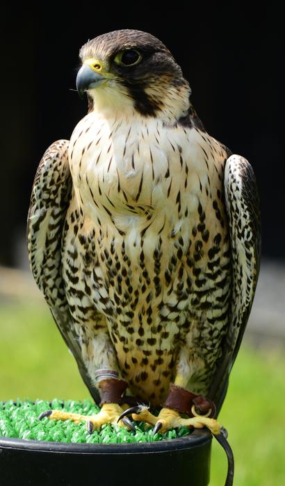 Peregrine Falcon Raptor