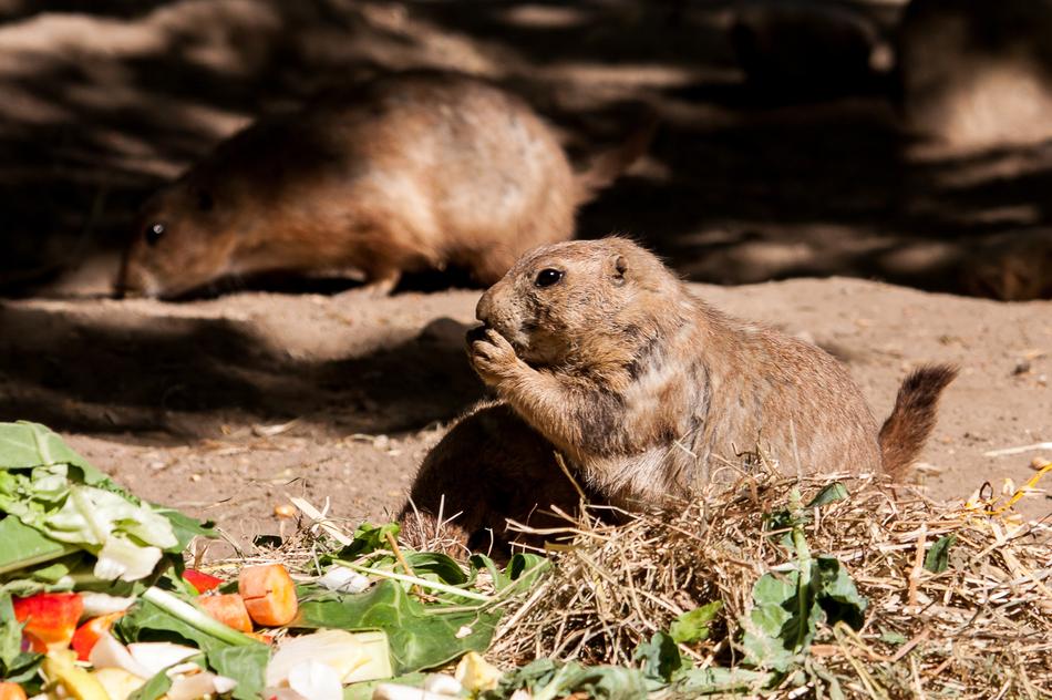 Prairie Dog Animal Rodent