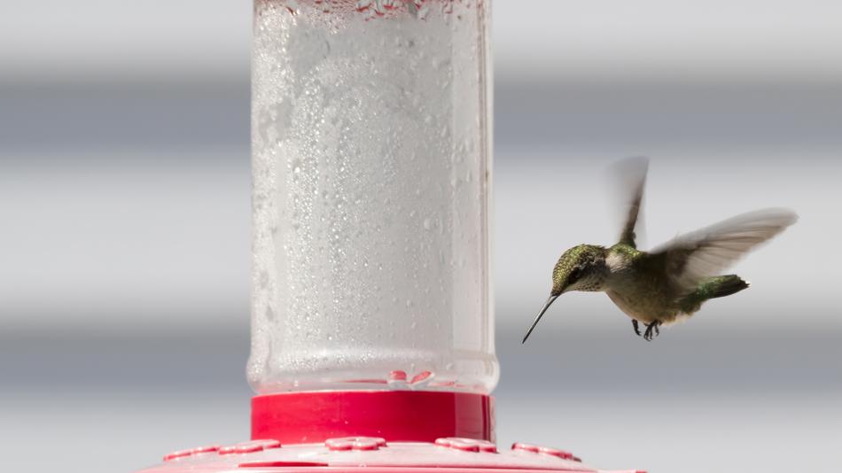 Ruby-Throated Hummingbird