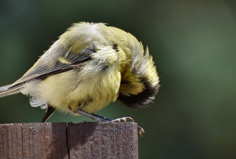 Tit Songbird Small Bird