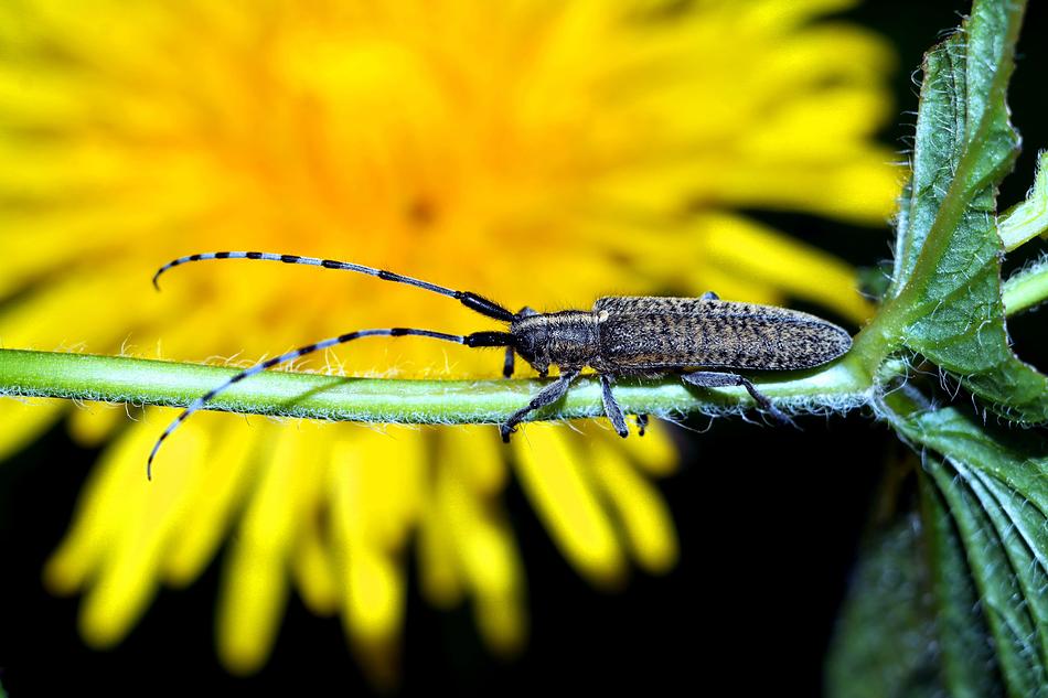 nature flower Insect blur macro