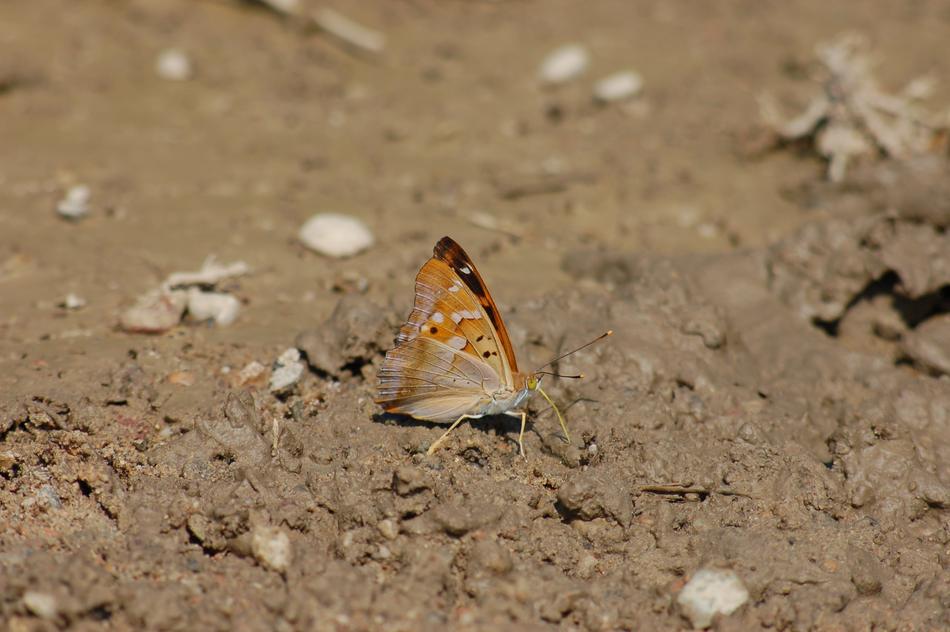 Butterfly Outdoor Insect