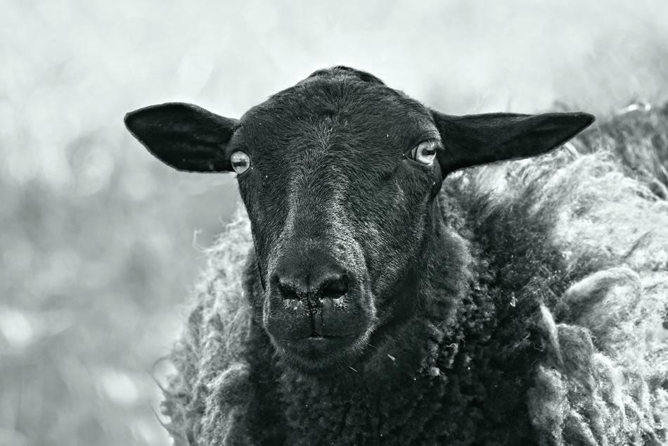 black fluffy sheep