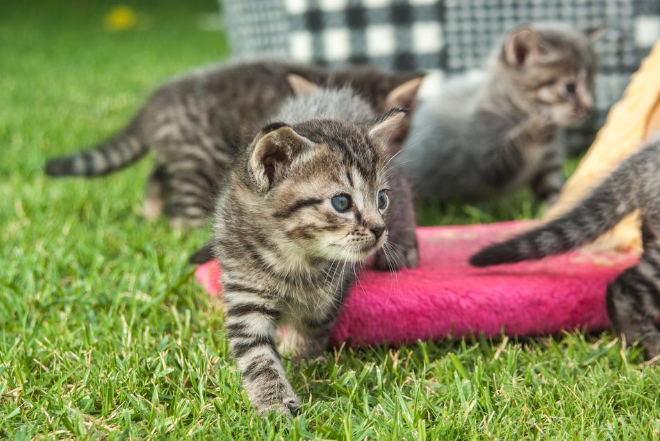 Cat Pet Play