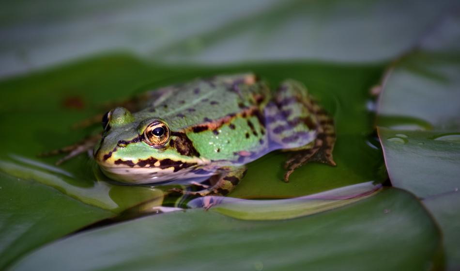 Frog Green