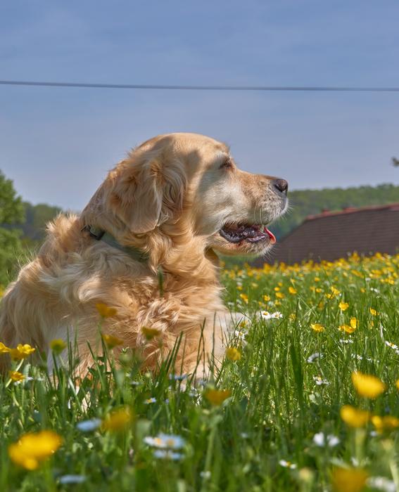 Favorite Animal Dog Garden