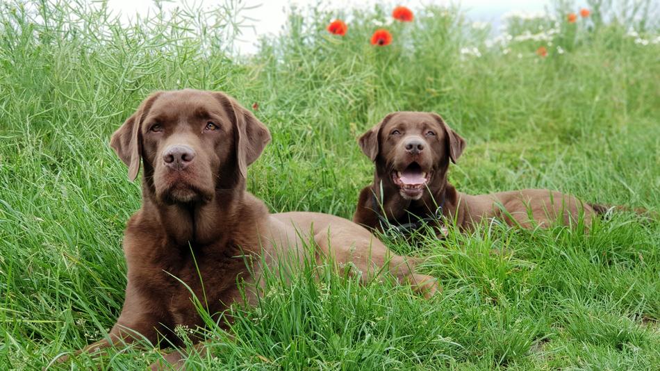 Grass Dog Cute