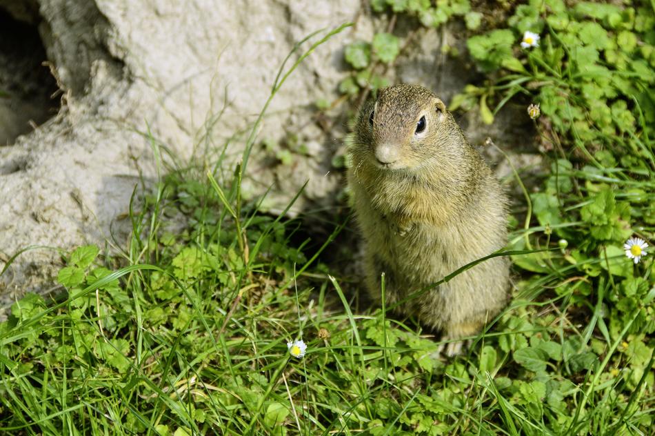 Animal Ground Squirrel Close Up