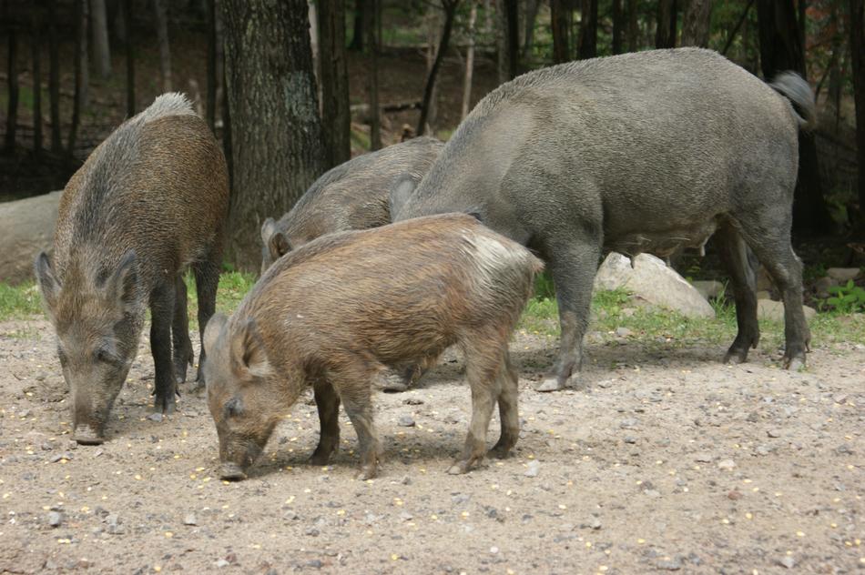 Boar Wildlife Pigs