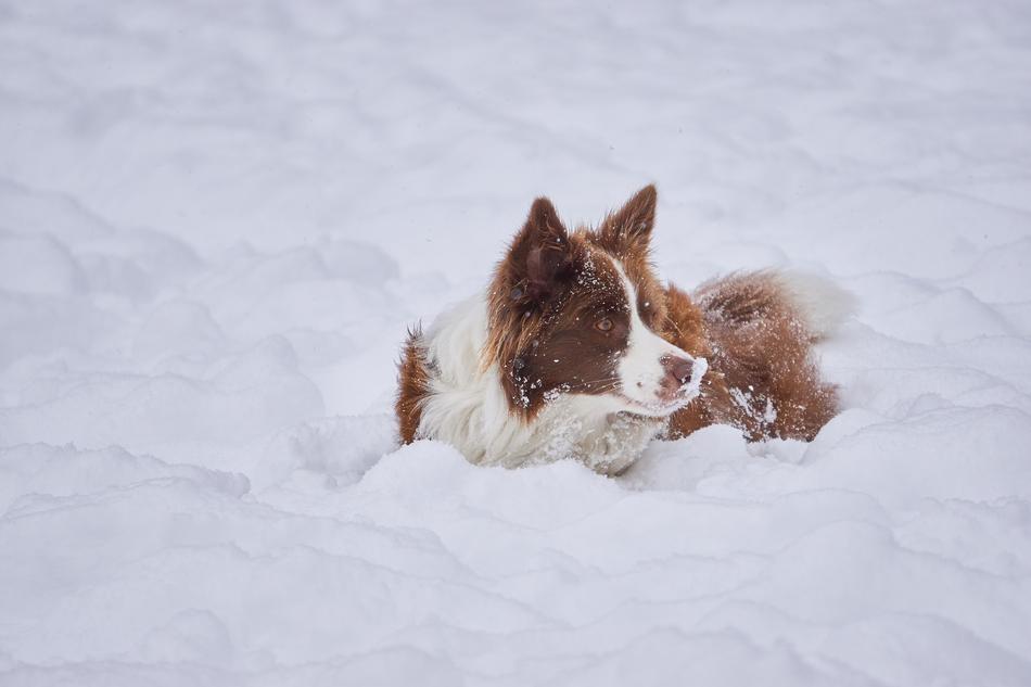 Border Collie Winter British