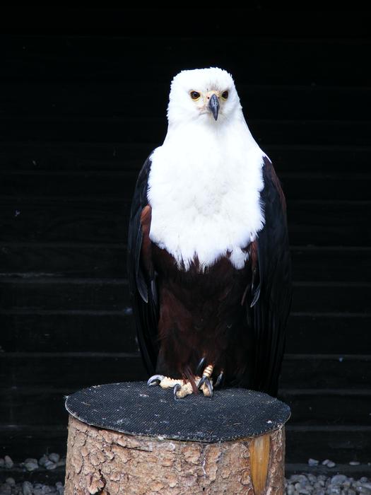 Adler Screaming Eagles Bird macro