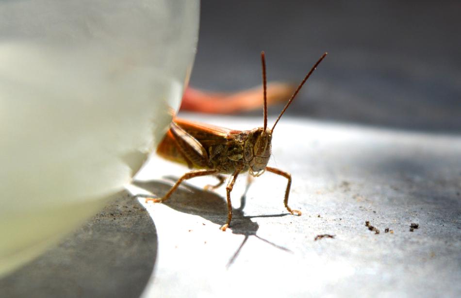 Cricket Grasshopper Insect