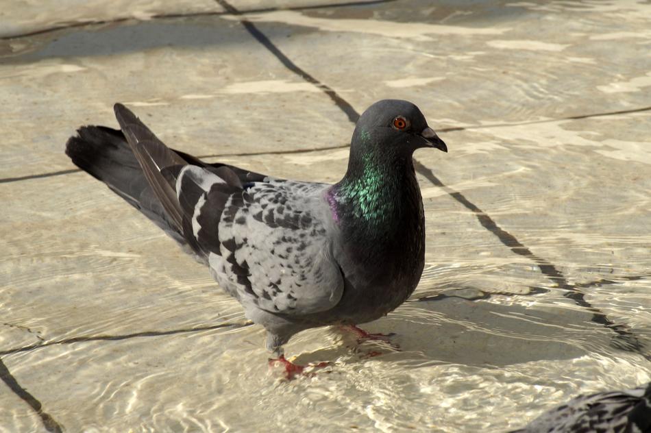 Dove Water Bird