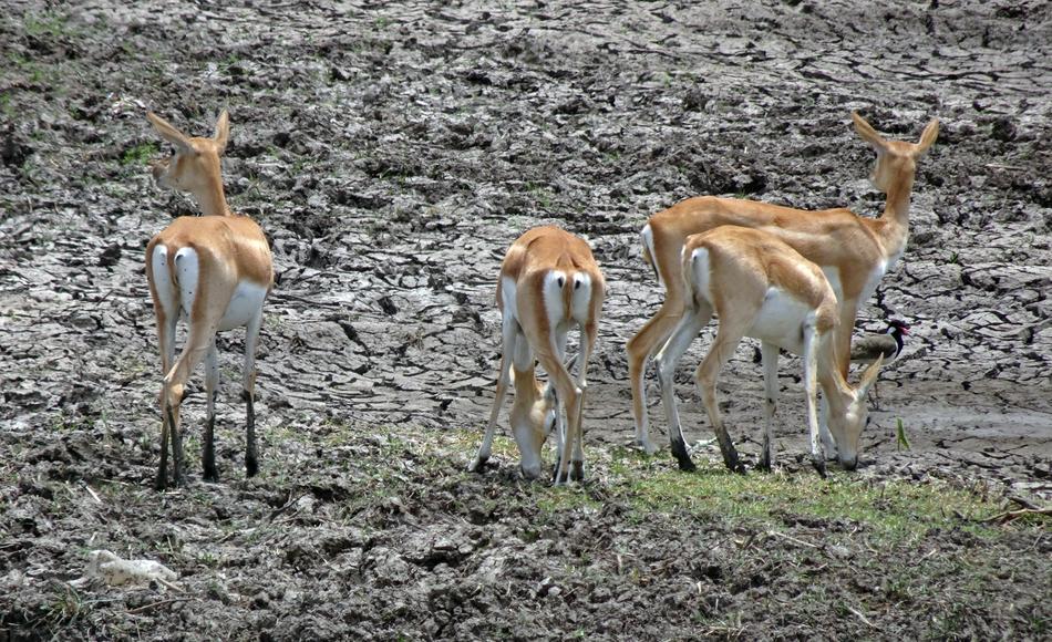 Blackbuck Antilope Cervicapra