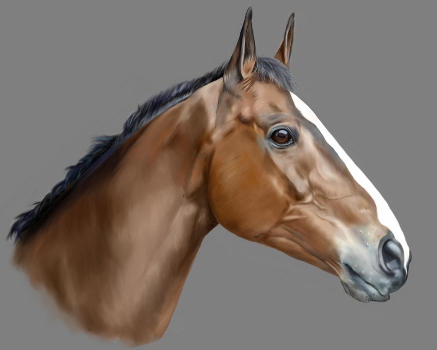 horse animal pet racehorse