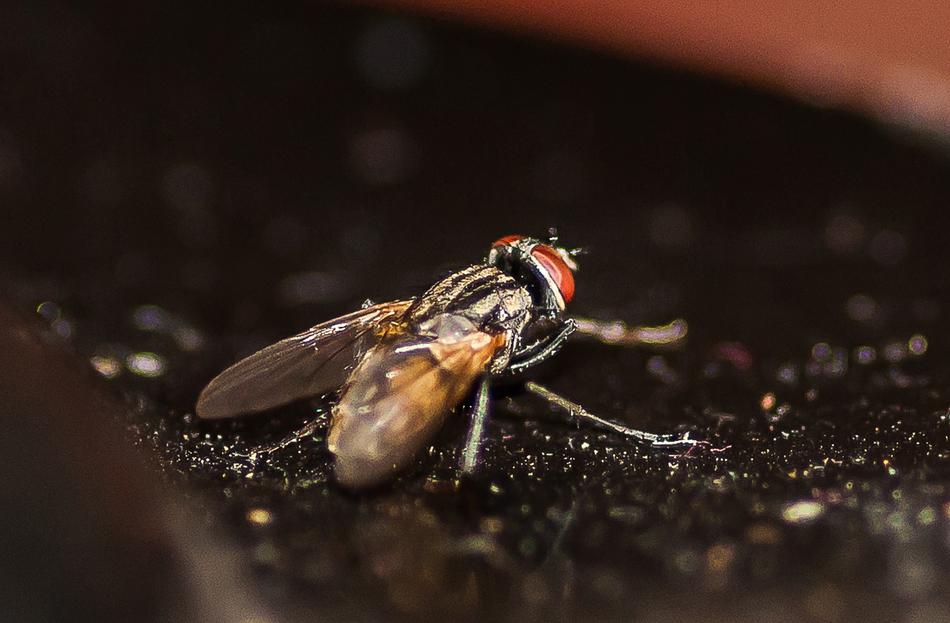 Insect Fly Macro Close