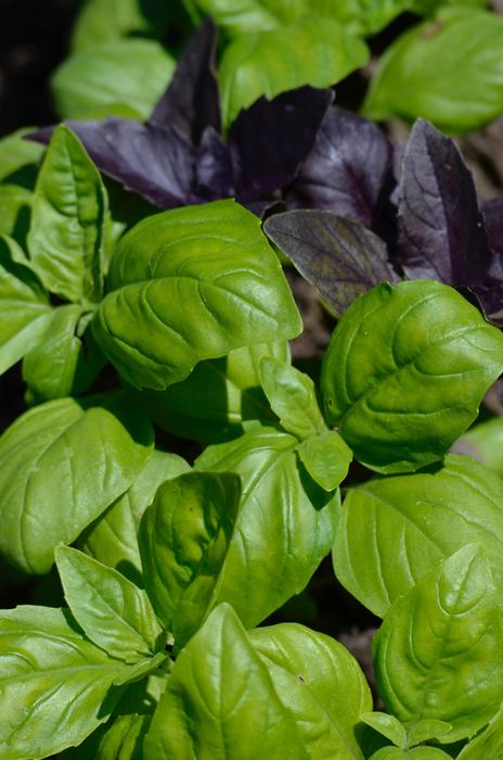 fragrant fresh basil leaves in the garden