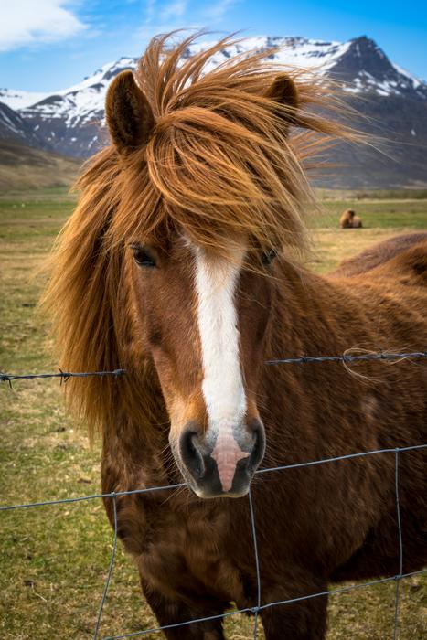 Pony Horse Iceland