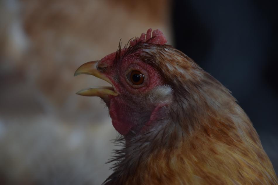 Chicken Hen Animal