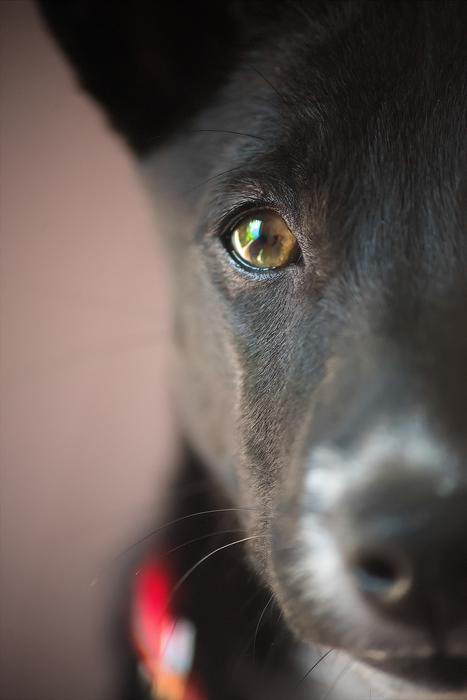 half of a puppy face