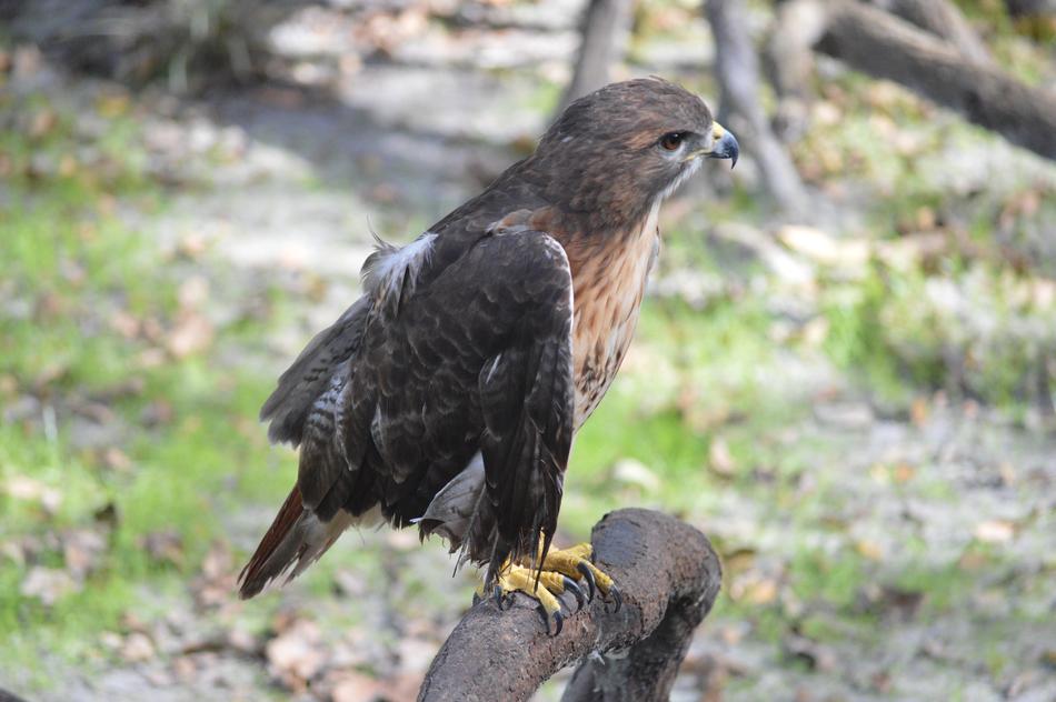 Eagle Bird Perch