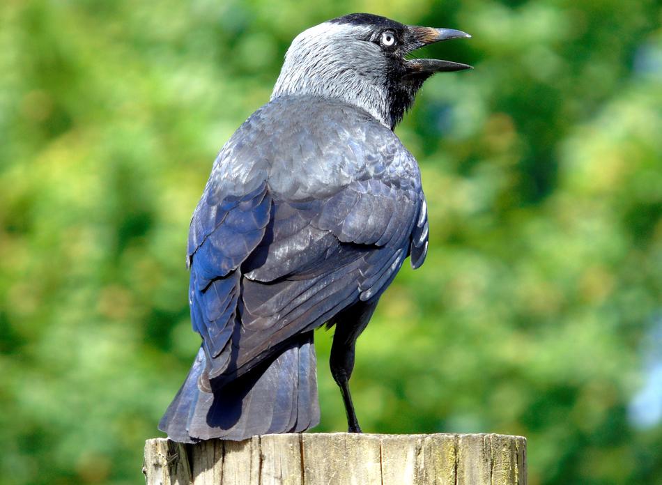 Crow Bird Black