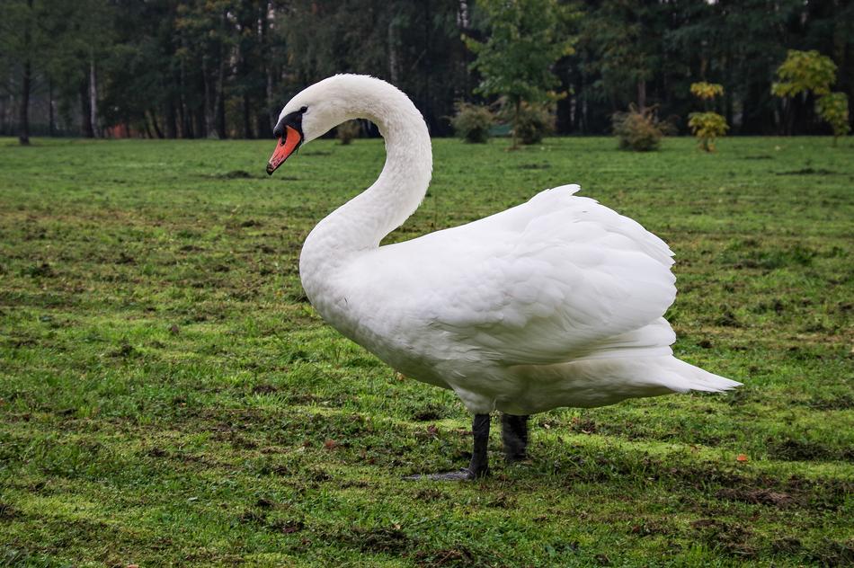 Mute Swan Young Gray