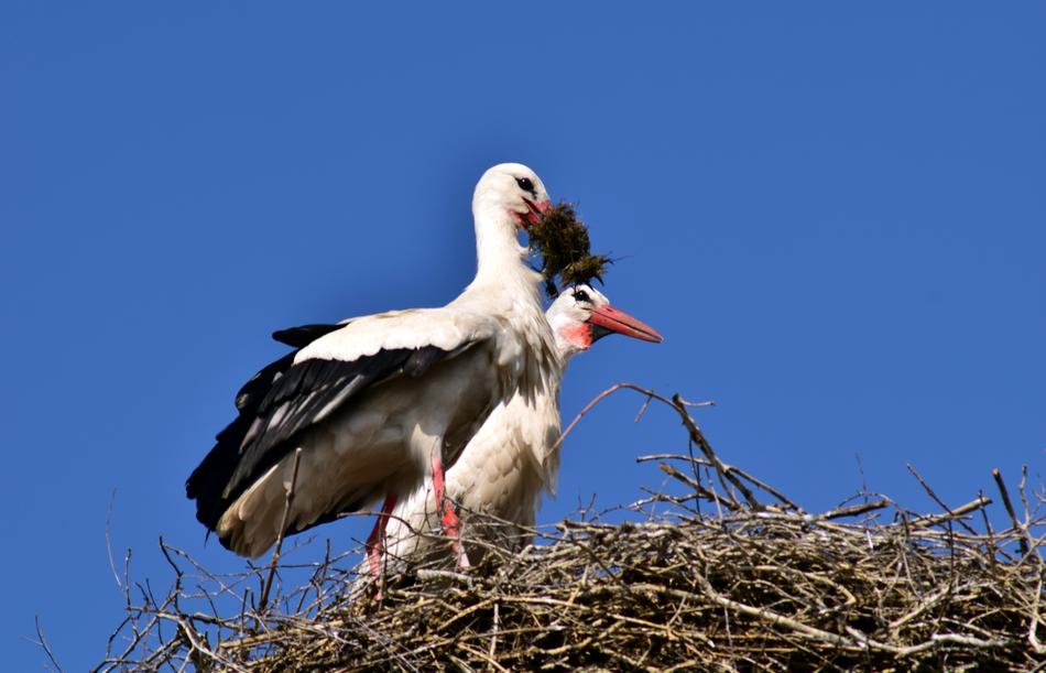 Stork Nest Bird